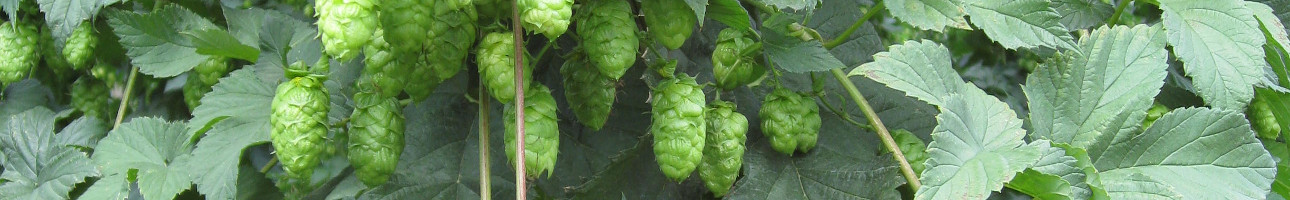 Hopfen-Slider